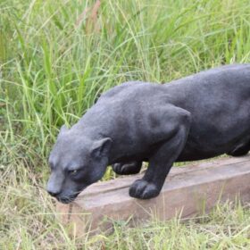 BLACK PANTHER JR 090011