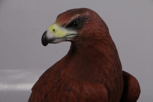 EAGLE WEDGE TAILED SEA - SITTING JR 090047 - Image 2