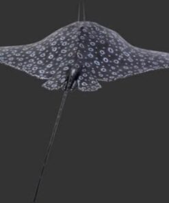 Alternative view of Spotted Eagle Ray | JR 100060