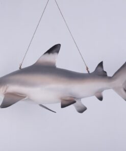 100074 black tip reef shark