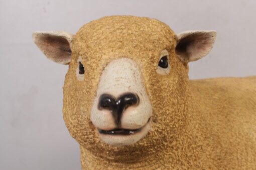 RYELAND EWE JR 120006 - Image 2