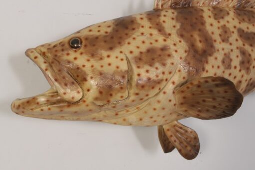 ESTUARY COD JR 120050 - Image 3