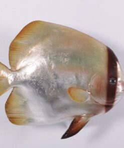 BATFISH JR 120061