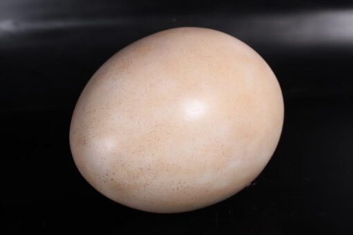 SAUROPOD EGG 12 INCH PRIMER JR 140033 - Image 2