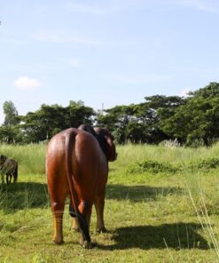 Alternative view of Brahman Bull - Brown | JR 140101