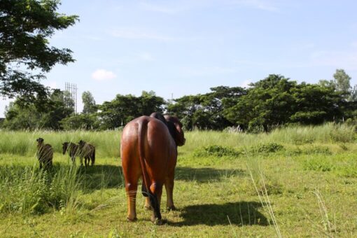 BRAHMAN BULL JR 140101 - Image 2