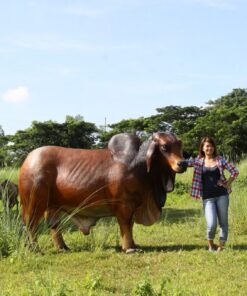 Brahman Bull - Brown | JR 140101