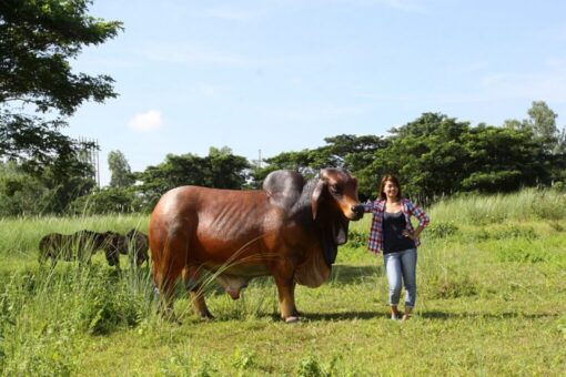 BRAHMAN BULL JR 140101