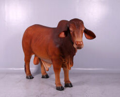 Droughmaster Bull | JR 150092