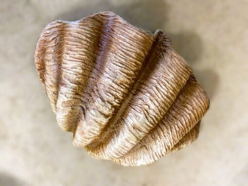 SEA SHELL JR 1784 - Image 2