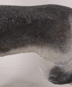 Alternative view of Husky Dog - Looking Left | JR 180171