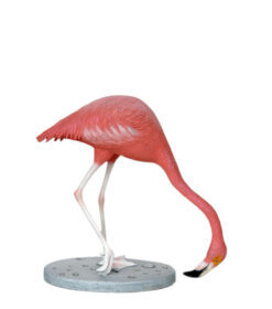 Alternative view of Flamingo - Head Down | JR 2924