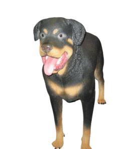 Alternative view of Rotweiler Dog | JR 2934