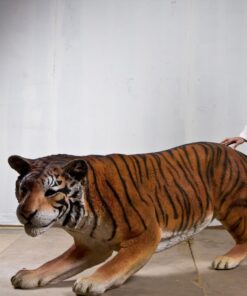 TIGER - BENGAL JR 080120