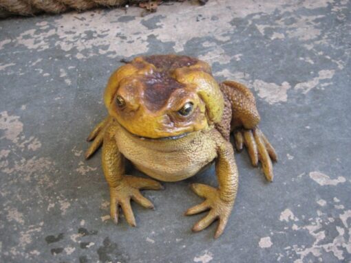 CANE TOAD JR 110082