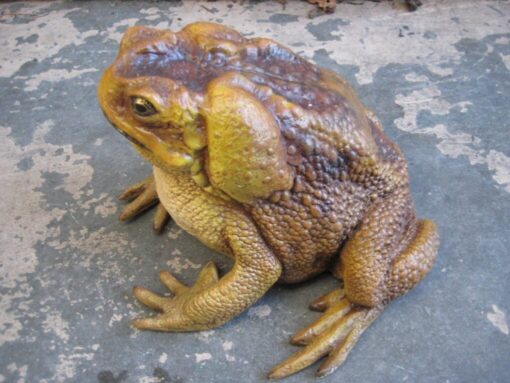 CANE TOAD JR 110082 - Image 2