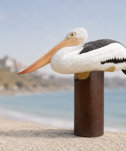 Pelican on Post | JR 080119