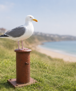Seagull on Mooring Bollard | JR 130088