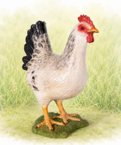 Chicken - White | JR 100041