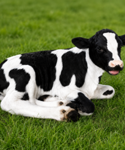Fresian Calf - Lying Down | JR 120047