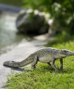 Crocodile - Walking | JR 080112