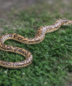 Python | JR 090021