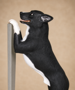 Blue Heeler Dog - Standing | JR 080073
