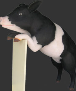 Curious Pig | JR 020608