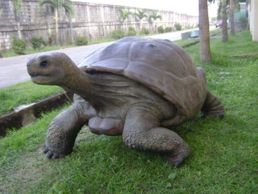 GALAPAGOS TORTOISE JR 080124