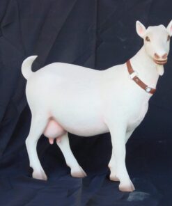 Pygmy Goat | JR 2122