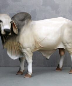 Brahman Bull | JR 3385