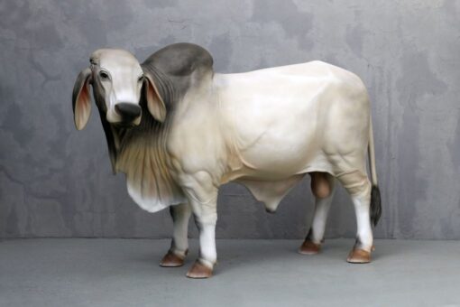 BRAHMAN BULL JR 3385