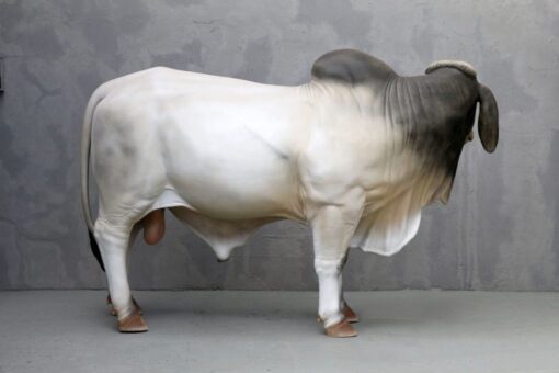 BRAHMAN BULL JR 3385 - Image 3