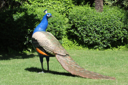 PEACOCK MALE JR 110074 - Image 2