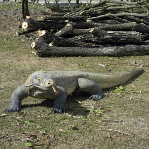 KOMODO DRAGON JR 080121