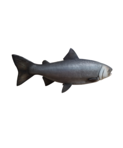 Salmon | JR R-168