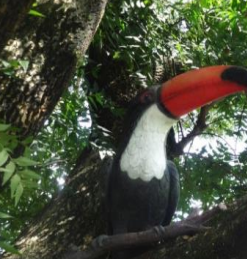 Alternative view of Toucan | JR R-038