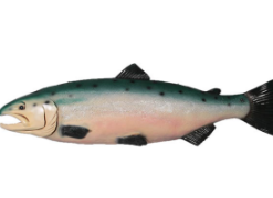 Salmon - Hanging | JR AFHAS