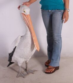 Alternative view of Pelican - Standing | JR 090073