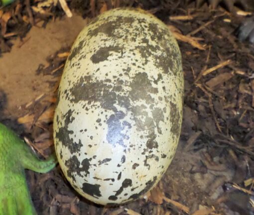 THEROPOD EGG 12 INCH JR 140031 - Image 2