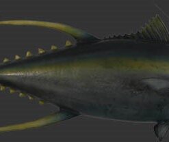Alternative view of Yellow Tuna Fish | JR 100076