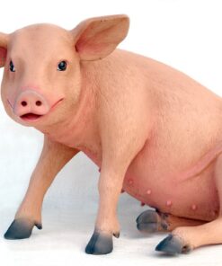 Pig Sitting | JR 2430
