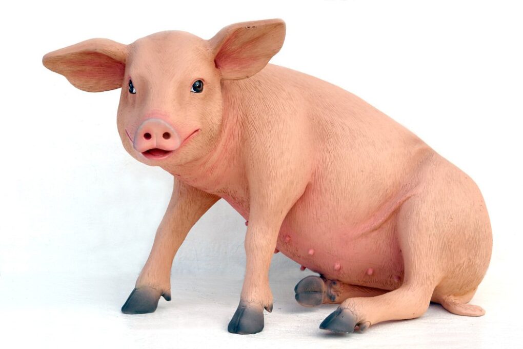 Pig Sitting | JR 2430