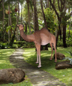 Alternative view of Dromedary Camel Female | JR 130007