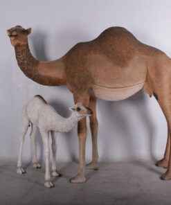 Dromedary Camel Female | JR 130007