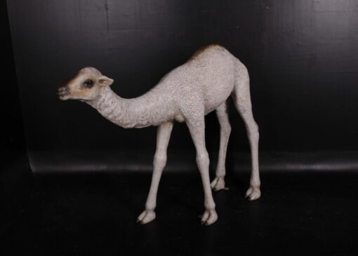 CAMEL DROMEDARY - CALF JR 130008