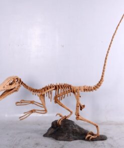 Alternative view of Deinonychus Skeleton | JR 140026