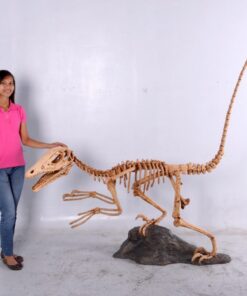Deinonychus Skeleton | JR 140026