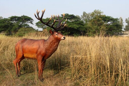 RED DEER STAG - MAJESTIC JR 140044