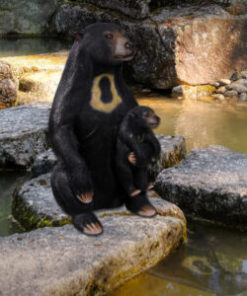 Alternative view of Sun Bear with Cub | JR 150205